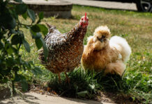 เลี้ยงไก่ไข่หลังบ้าน: ความคุ้มค่าที่ไม่ใช่แค่ตัวเลข แต่คือสิ่งที่คุณมองข้ามไป เลี้ยงไก่ไข่หลังบ้าน: ความคุ้มค่าที่ไม่ใช่แค่ตัวเลข แต่คือสิ่งที่คุณมองข้ามไป
