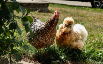 เลี้ยงไก่ไข่หลังบ้าน: ความจริงที่คนเพิ่งเริ่มต้นมักมองข้ามว่าคุ้มไหม เลี้ยงไก่ไข่หลังบ้าน: ความจริงที่คนเพิ่งเริ่มต้นมักมองข้ามว่าคุ้มไหม