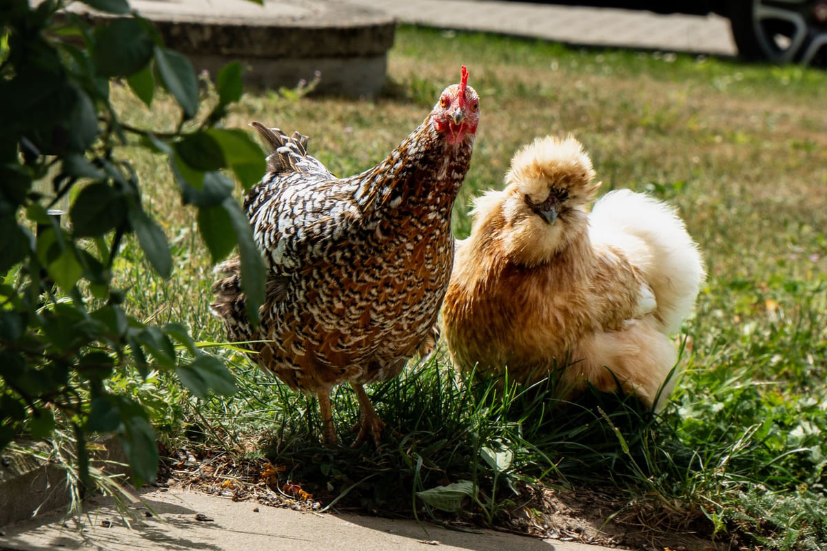 เลี้ยงไก่ไข่หลังบ้าน: ความจริงที่คนเพิ่งเริ่มต้นมักมองข้ามว่าคุ้มไหม